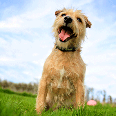 stray animals case study
