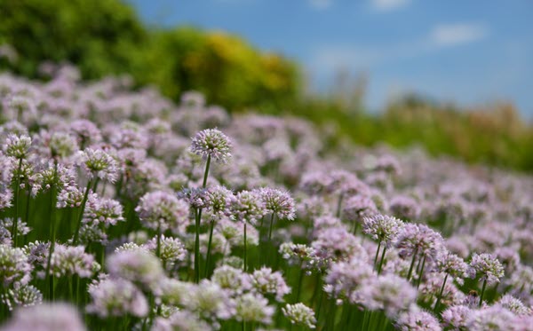 flowers at a landfill