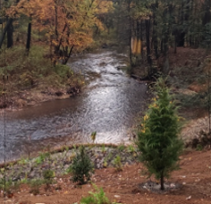 river in a forrest scenery