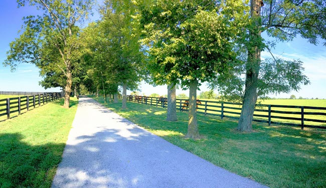 Mayfield-Paducah-KY-horses-field-road