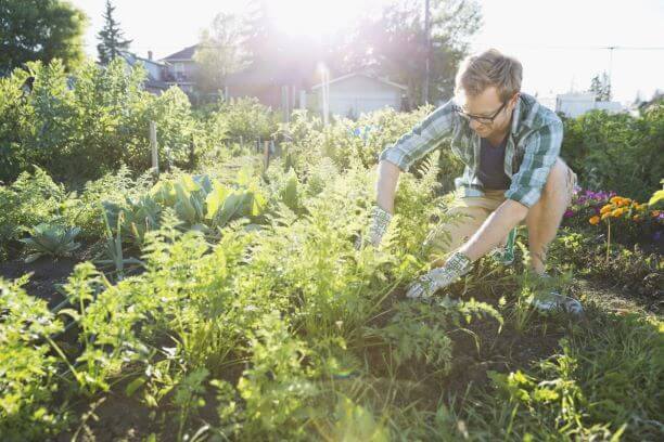 man trimming plants for composting