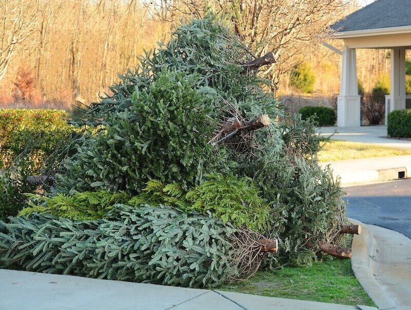 Christmas tree disposal