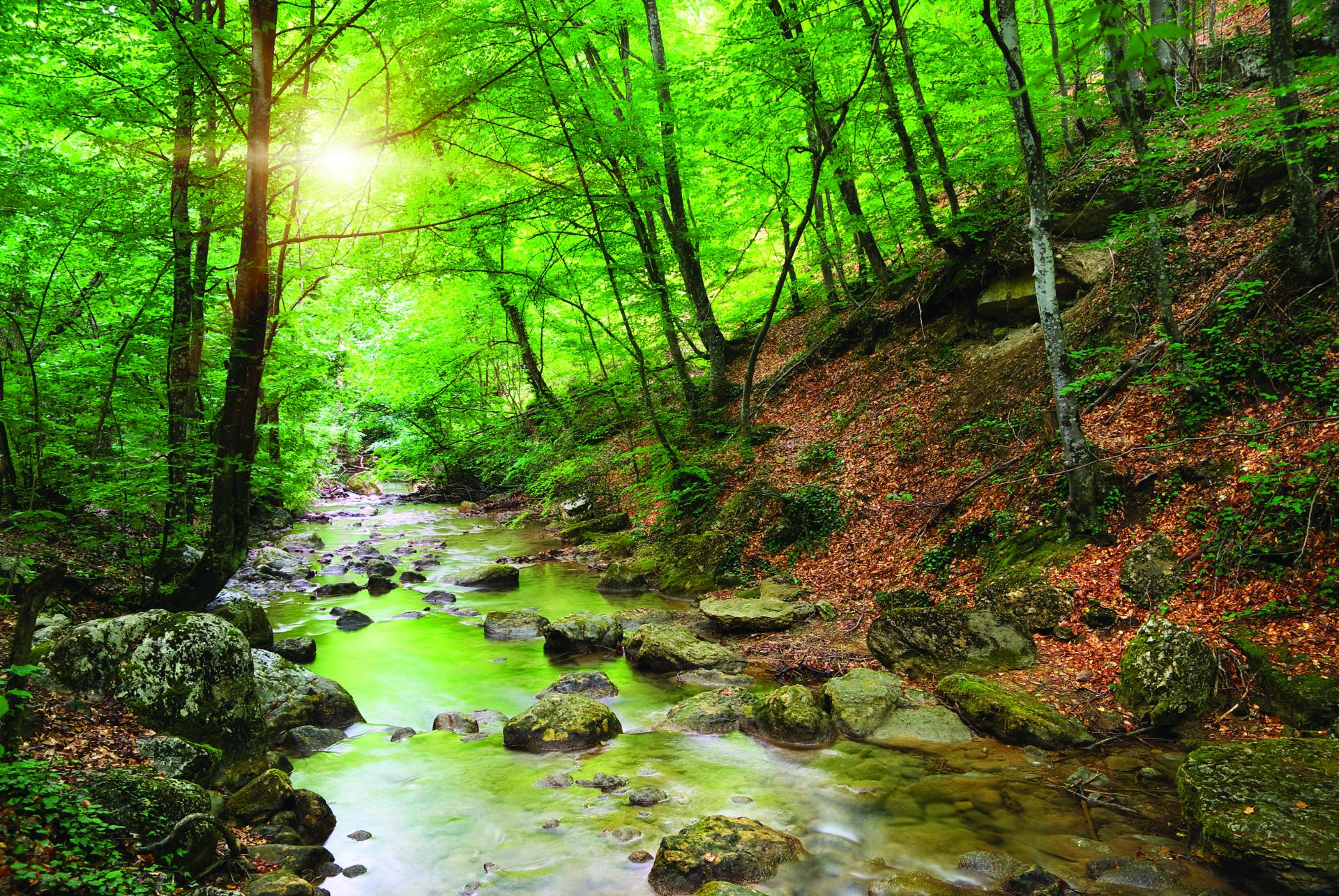 green forrest