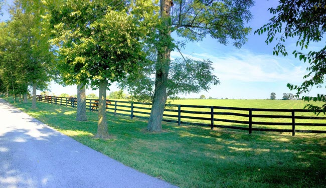Union-City-Jackson-TN-horses-field-road