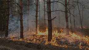 wildfire forest