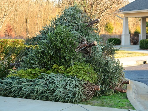 discarded Christmas trees piled on a front lawn
