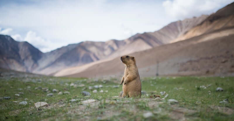 Groundhog with grass and mountain background