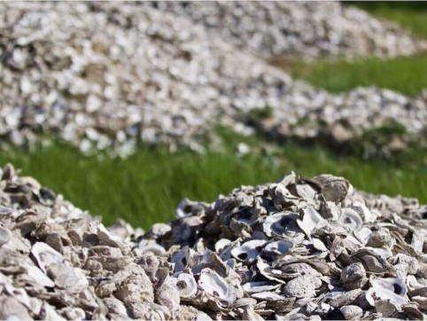 oysters on the shore