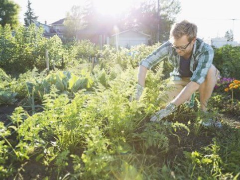 man trimming plants for composting 