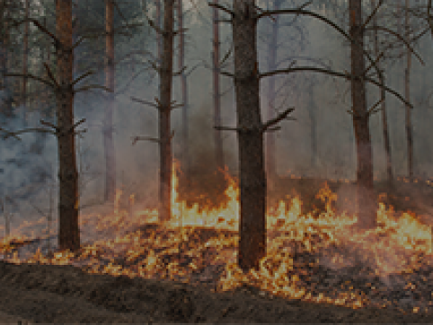wildfire forest