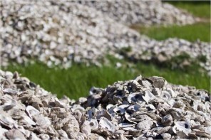 oysters on the shore