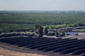 field that produces produce