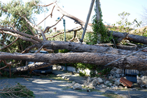 Damage from hurricane 