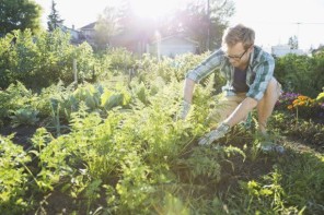 man trimming plants for composting