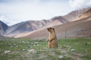 Groundhog with grass and mountain background
