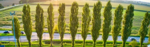 row of cyprus trees